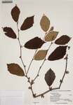 000187858-thumbnail.jpg