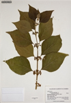 000187938-thumbnail.jpg