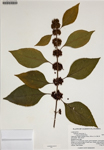 000187939-thumbnail.jpg
