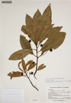 000187965-thumbnail.jpg
