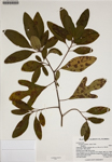 000187966-thumbnail.jpg