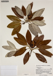 000187991-thumbnail.jpg