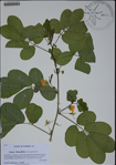 000188113-thumbnail.jpg