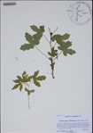 000188116-thumbnail.jpg