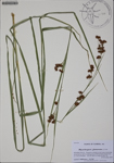 000188243-thumbnail.jpg