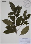 Sassafras