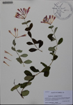 Lonicera