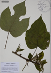 000188328-thumbnail.jpg