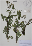 000188372-thumbnail.jpg