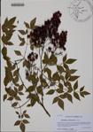 000188376-thumbnail.jpg