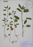 Stachys