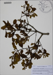 000188388-thumbnail.jpg