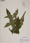 000188452-thumbnail.jpg