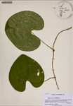 000188462-thumbnail.jpg