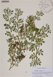 000188481-thumbnail.jpg