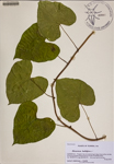 000188487-thumbnail.jpg