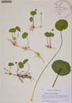 Hydrocotyle