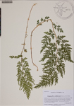 Selaginella