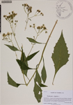 000188610-thumbnail.jpg