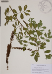 000188637-thumbnail.jpg