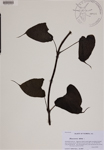 000188725-thumbnail.jpg