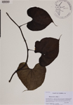 000188726-thumbnail.jpg