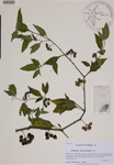 000188733-thumbnail.jpg