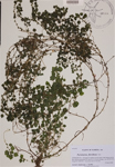 Parietaria