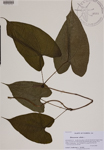 000188792-thumbnail.jpg
