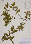 000188835-thumbnail.jpg