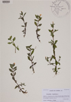 000188854-thumbnail.jpg
