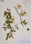 000188876-thumbnail.jpg