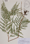Pteridium