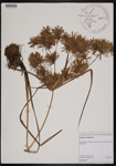 000189007-thumbnail.jpg