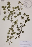 000189029-thumbnail.jpg