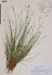 Carex