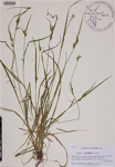 Carex