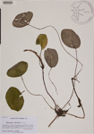 000189085-thumbnail.jpg