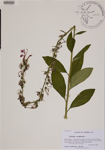 000189088-thumbnail.jpg