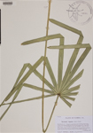 000189095-thumbnail.jpg