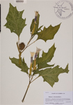 000189169-thumbnail.jpg
