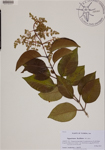 000189204-thumbnail.jpg