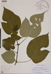 Broussonetia