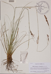 Rhynchospora