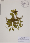 Prunus