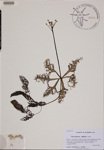 Utricularia