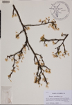 Prunus