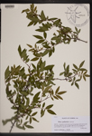 000189433-thumbnail.jpg