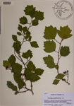 000189452-thumbnail.jpg
