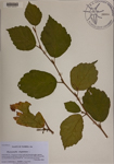 000189481-thumbnail.jpg